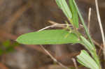 Arrowhead rattlebox